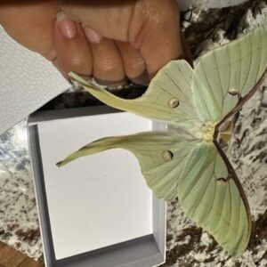 Preserved Butterflies (Luna Moth)