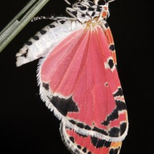 Bella Moth Caterpillar
