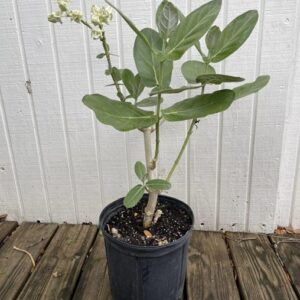 Giant Milkweed (White)