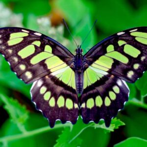 Malachite Butterfly Eggs (10)