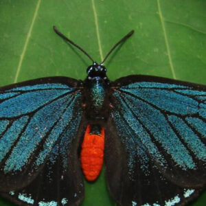 Atala Caterpillars (10)